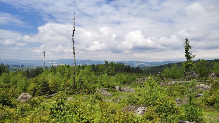 Machov, 7.5.2025
Poličské stěny, holoseče v polesí Slez.
Klíčová slova: Machov Poličské stěny polesí Slez