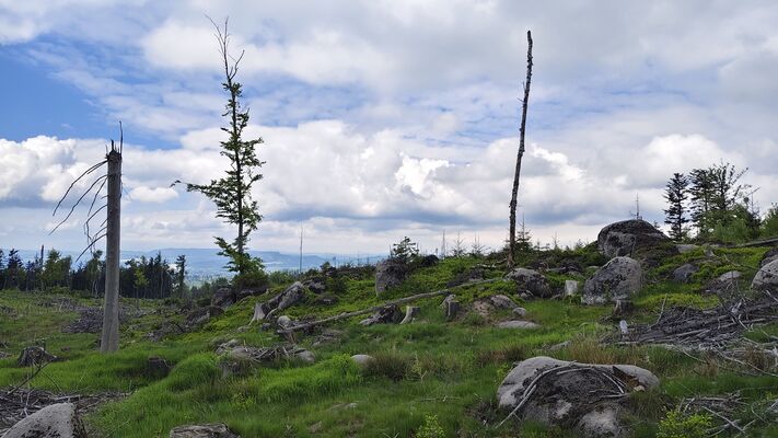 Machov, 7.5.2025
Poličské stěny, holoseče v polesí Slez.
Klíčová slova: Machov Poličské stěny polesí Slez Ampedus karpathicus