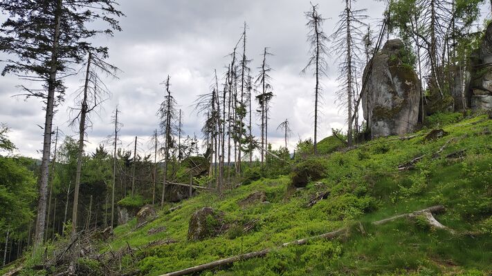 Machov, 7.5.2025
Poličské stěny, Soví hrádek.
Klíčová slova: Machov Poličské stěny Soví hrádek Ampedus karpathicus