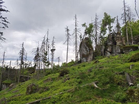 Machov, 7.5.2025
Poličské stěny, Soví hrádek.
Klíčová slova: Machov Poličské stěny Soví hrádek Ampedus karpathicus