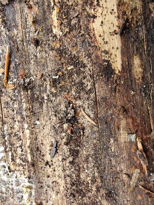 Machov, 7.5.2025
Poličské stěny, Soví hrádek. Lesák Dendrophagus crenatus.
Klíčová slova: Machov Poličské stěny Soví hrádek