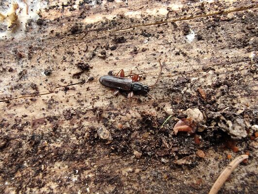 Machov, 7.5.2025
Poličské stěny, Soví hrádek. Lesák Dendrophagus crenatus.
Klíčová slova: Machov Poličské stěny Soví hrádek