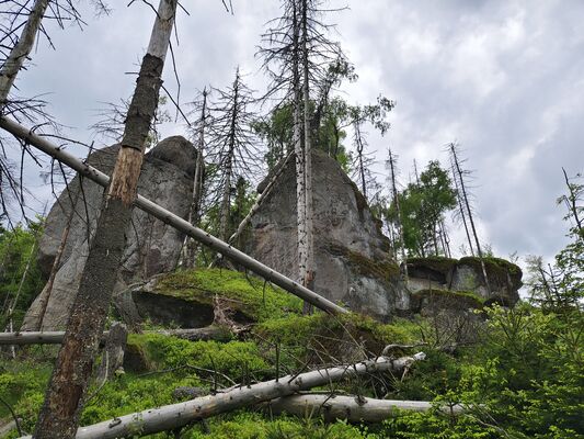 Machov, 7.5.2025
Poličské stěny, Soví hrádek.
Klíčová slova: Machov Poličské stěny Soví hrádek Ampedus karpathicus