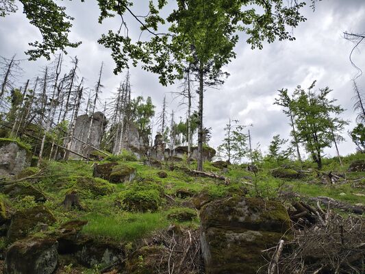 Machov, 7.5.2025
Poličské stěny, Soví hrádek.
Klíčová slova: Machov Poličské stěny Soví hrádek Ampedus karpathicus