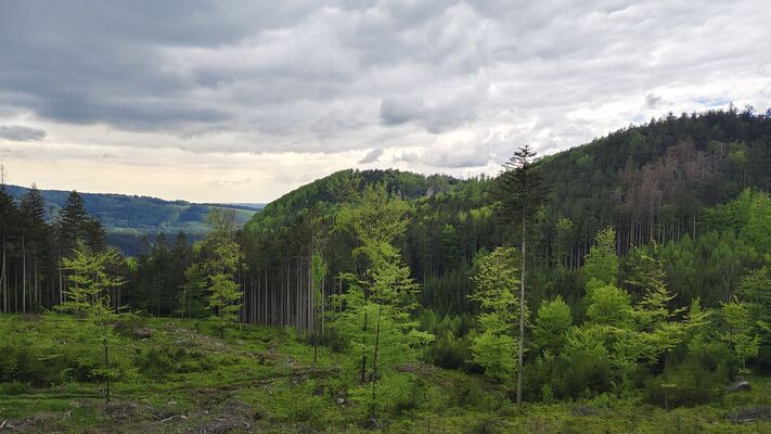 Machov, 7.5.2025
Polická stráň - pohled na Soví hrádek a vrch Signál.
Klíčová slova: Machov Poličské stěny Soví hrádek vrch Signál Ampedus karpathicus