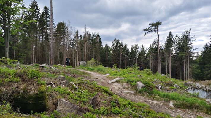 Machov, 7.5.2025
Holoseč u Machovského kříže.
Klíčová slova: Machov Poličské stěny Soví hrádek Ampedus karpathicus