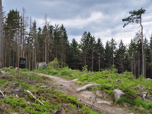Machov, 7.5.2025
Holoseč u Machovského kříže.
Klíčová slova: Machov Poličské stěny Soví hrádek Ampedus karpathicus
