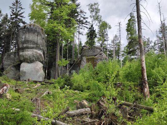 Božanov, 7.5.2025
Suchý vrch.
Klíčová slova: Božanov Stolové hory Suchý vrch Ampedus karpathicus