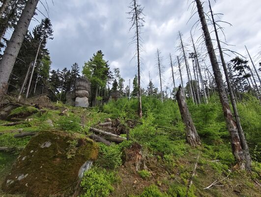 Božanov, 7.5.2025
Holoseč pod Suchým vrchem.
Klíčová slova: Božanov Stolové hory Suchý vrch Ampedus karpathicus