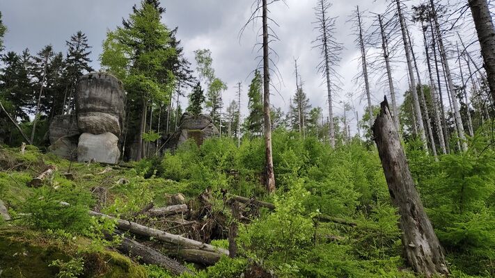 Božanov, 7.5.2025
Holoseč pod Suchým vrchem.
Klíčová slova: Božanov Stolové hory Suchý vrch Ampedus karpathicus