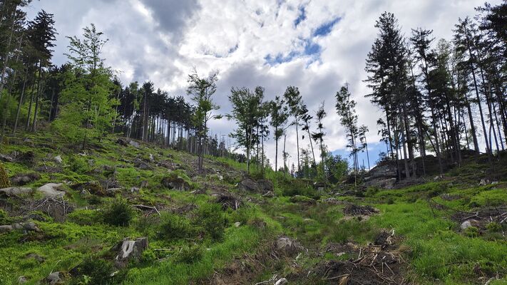 Božanov, 7.5.2025
Holoseč pod Suchým vrchem.
Klíčová slova: Božanov Stolové hory Suchý vrch Ampedus karpathicus