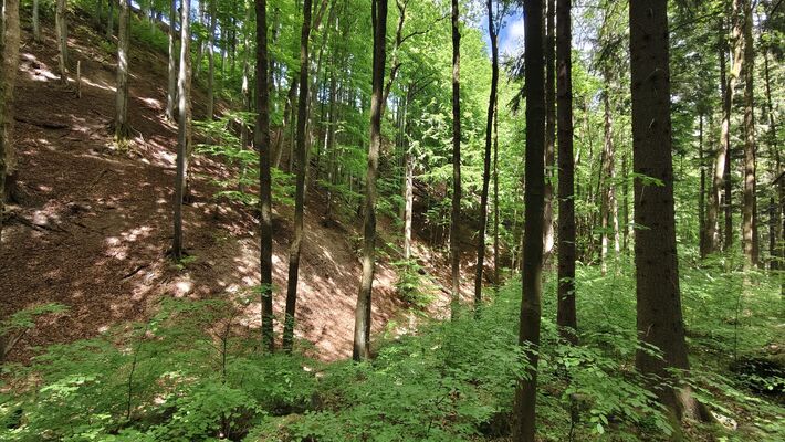 Machov, 9.5.2025
Farní stráň.
Klíčová slova: Machov Farní stráň Phloeostichus denticollis