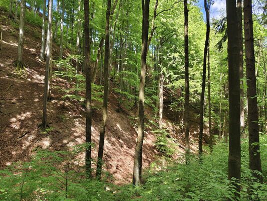 Machov, 9.5.2025
Farní stráň.
Klíčová slova: Machov Farní stráň Phloeostichus denticollis