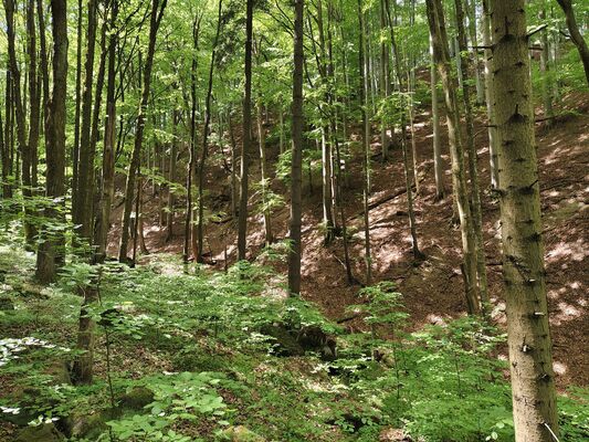 Machov, 9.5.2025
Farní stráň.
Klíčová slova: Machov Farní stráň Phloeostichus denticollis