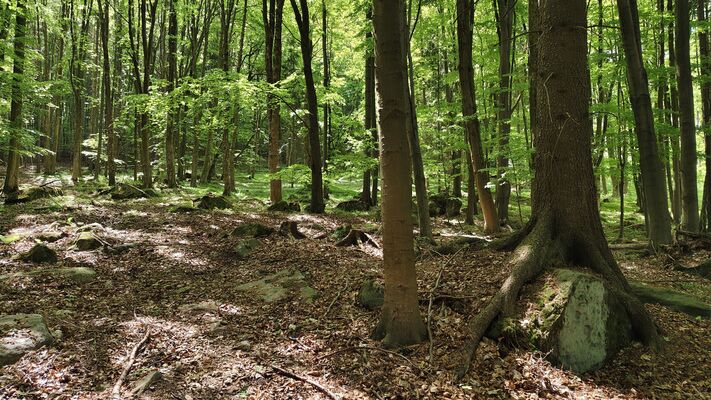 Machov, 9.5.2025
Farní stráň.
Klíčová slova: Machov Farní stráň Phloeostichus denticollis