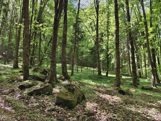 Machov, 9.5.2025
Farní stráň.
Klíčová slova: Machov Farní stráň Phloeostichus denticollis