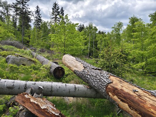 Machov, 9.5.2025
Holoseče pod vrchem Bor.
Klíčová slova: Machov Pod Borem vrch Bor Ampedus kartpathicus