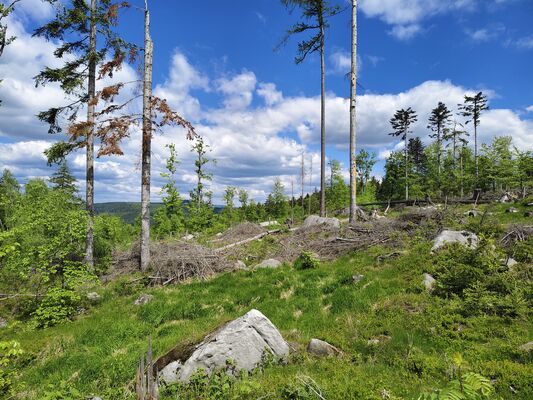Machov, 9.5.2025
Holoseče pod vrchem Bor.
Klíčová slova: Machov Pod Borem vrch Bor Ampedus kartpathicus