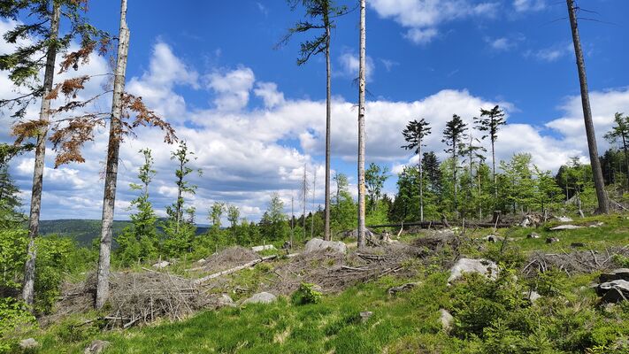 Machov, 9.5.2025
Holoseče pod vrchem Bor.
Klíčová slova: Machov Pod Borem vrch Bor Ampedus kartpathicus