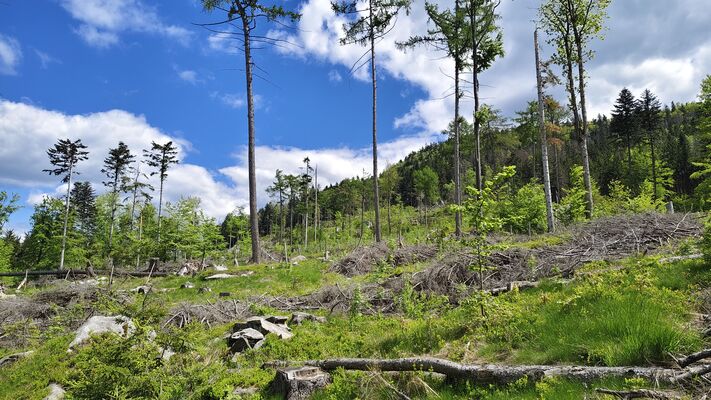Machov, 9.5.2025
Holoseče pod vrchem Bor.
Klíčová slova: Machov Pod Borem vrch Bor Ampedus kartpathicus