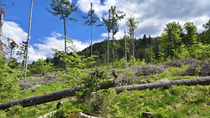 Machov, 9.5.2025
Holoseče pod vrchem Bor.
Klíčová slova: Machov Pod Borem vrch Bor Ampedus kartpathicus