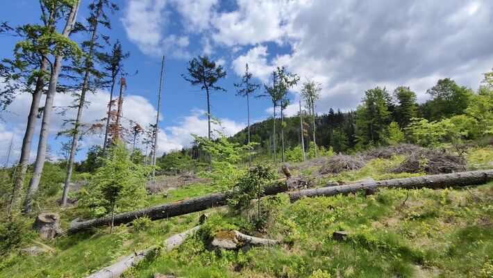 Machov, 9.5.2025
Holoseče pod vrchem Bor.
Klíčová slova: Machov Pod Borem vrch Bor Ampedus kartpathicus