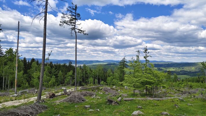 Machov, 9.5.2025
Holoseče pod vrchem Bor.
Klíčová slova: Machov Pod Borem vrch Bor Ampedus kartpathicus