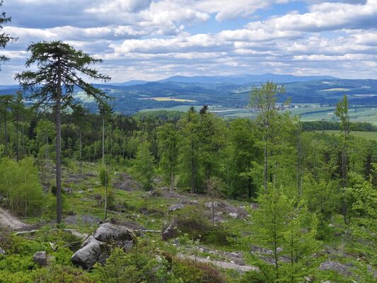 Machov, 9.5.2025
Holoseče pod vrchem Bor.
Klíčová slova: Machov Pod Borem vrch Bor Ampedus kartpathicus