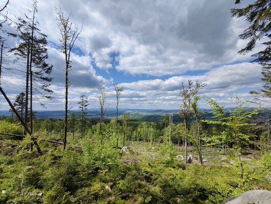 Machov, 9.5.2025
Holoseče pod vrchem Bor.
Klíčová slova: Machov Pod Borem vrch Bor Ampedus kartpathicus