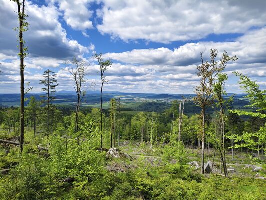 Machov, 9.5.2025
Holoseče pod vrchem Bor.
Klíčová slova: Machov Pod Borem vrch Bor Ampedus kartpathicus