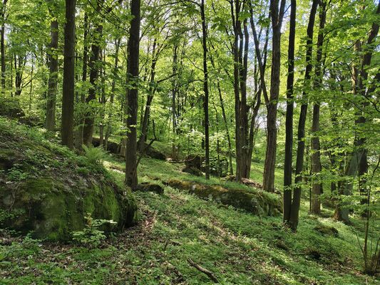 Machov, 9.5.2025
Nad Borem, javorový háj.
Klíčová slova: Machov Nad Borem