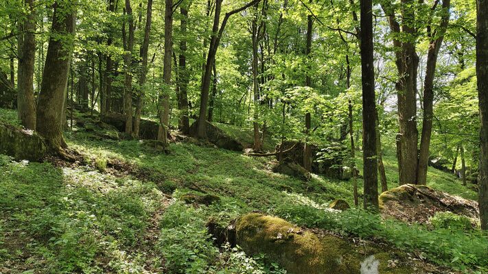 Machov, 9.5.2025
Nad Borem, javorový háj.
Klíčová slova: Machov Nad Borem