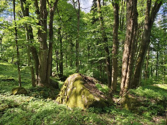 Machov, 9.5.2025
Nad Borem, javorový háj.
Klíčová slova: Machov Nad Borem