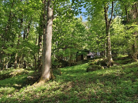 Machov, 9.5.2025
Nad Borem, javorový háj.
Klíčová slova: Machov Nad Borem