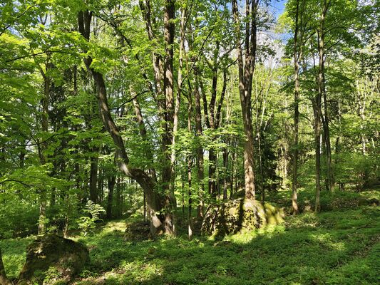Machov, 9.5.2025
Nad Borem, javorový háj.
Klíčová slova: Machov Nad Borem