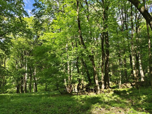 Machov, 9.5.2025
Nad Borem, javorový háj.
Klíčová slova: Machov Nad Borem