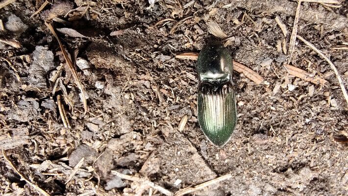 Meziměstí, Ruprechtice, 12.5.2025
Kovařík Selatosomus aeneus.
Klíčová slova: Meziměstí Ruprechtice Javoří hory Ruprechtický Špičák