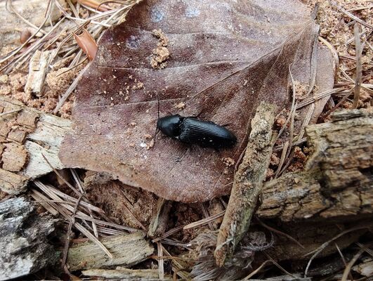 Meziměstí, Ruprechtice, 12.5.2025
Ruprechtický Špičák - kovařík Ampedus scrofa.
Klíčová slova: Meziměstí Ruprechtice Javoří hory Ruprechtický Špičák Ampedus scrofa