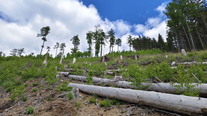 Meziměstí, Ruprechtice, 12.5.2025
Ruprechtický Špičák - holoseče na západním svahu.
Klíčová slova: Meziměstí Ruprechtice Javoří hory Ruprechtický Špičák Ampedus scrofa
