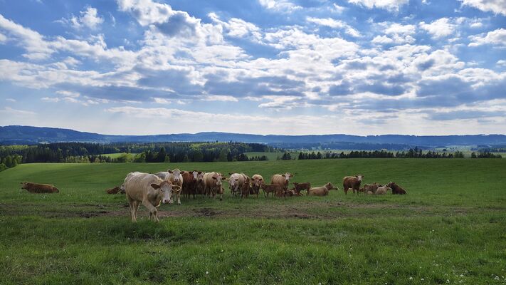 Meziměstí, Ruprechtice, 12.5.2025
Ruprechtice - pastviny.
Klíčová slova: Meziměstí Ruprechtice Javoří hory Ruprechtický Špičák