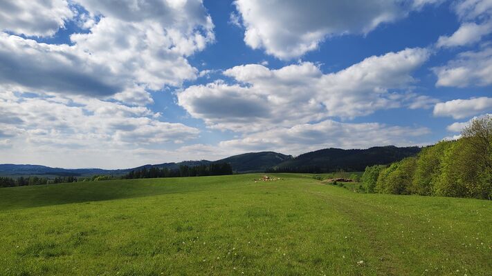 Meziměstí, Ruprechtice, 12.5.2025
Ruprechtice - pastviny.
Klíčová slova: Meziměstí Ruprechtice Javoří hory Ruprechtický Špičák