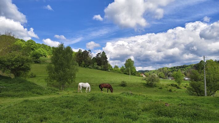 Teplice nad Metují, 17.5.2025
Dolní Teplice, pastviny u Zátiší.
Klíčová slova: Teplice nad Metují