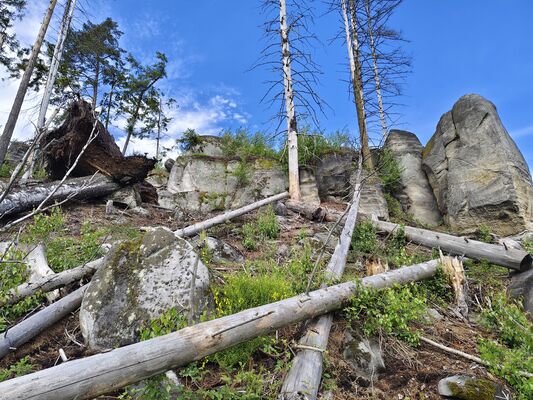 Teplice nad Metují, 17.5.2025
Jiráskovy skály. Holoseč na svahu nad pramenem U Sv. Huberta.
Klíčová slova: Teplice nad Metují Jiráskovy skály Ampedus karpathicus