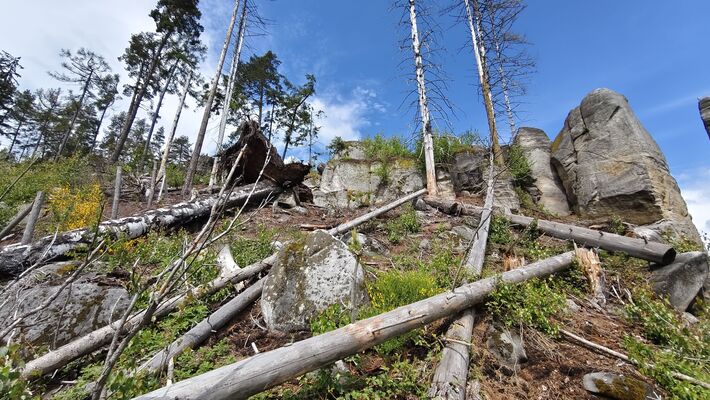 Teplice nad Metují, 17.5.2025
Jiráskovy skály. Holoseč na svahu nad pramenem U Sv. Huberta.
Klíčová slova: Teplice nad Metují Jiráskovy skály Ampedus karpathicus