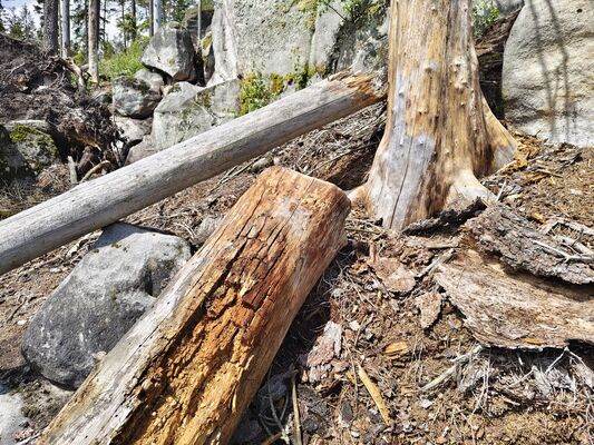 Teplice nad Metují, 17.5.2025
Jiráskovy skály. Trouchnivý kmen smrku.
Klíčová slova: Teplice nad Metují Jiráskovy skály Ampedus karpathicus