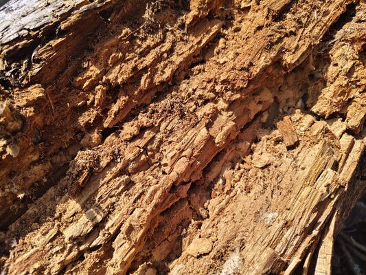 Teplice nad Metují, 17.5.2025
Jiráskovy skály. Trouchnivý kmen smrku.
Klíčová slova: Teplice nad Metují Jiráskovy skály Ampedus karpathicus