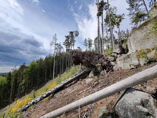 Teplice nad Metují, 17.5.2025
Jiráskovy skály. 
Klíčová slova: Teplice nad Metují Jiráskovy skály Jiráskovy skály Ampedus karpathicus