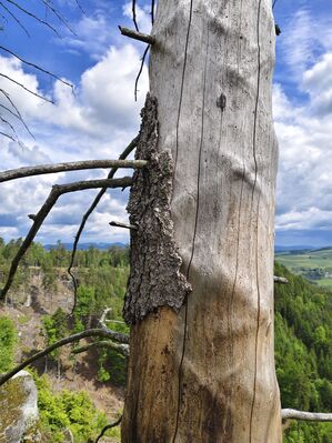 Teplice nad Metují, 17.5.2025
Jiráskovy skály. Pod kůrou mrtvých osluněných smrků se ukrývají kovaříci rodu Ampedus a Melanotus.
Klíčová slova: Teplice nad Metují Jiráskovy skály Ampedus karpathicus