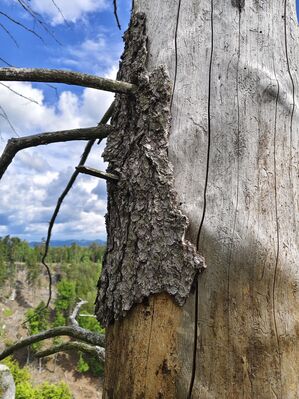 Teplice nad Metují, 17.5.2025
Jiráskovy skály. Pod kůrou mrtvých osluněných smrků se ukrývají kovaříci rodu Ampedus a Melanotus.
Klíčová slova: Teplice nad Metují Jiráskovy skály Ampedus karpathicus