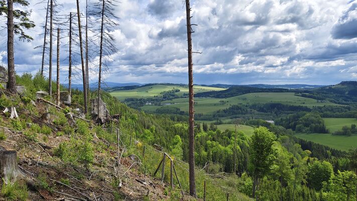 Teplice nad Metují, 17.5.2025
Jiráskovy skály. Holoseč na svahu nad pramenem U Sv. Huberta.
Klíčová slova: Teplice nad Metují Jiráskovy skály Ampedus karpathicus
